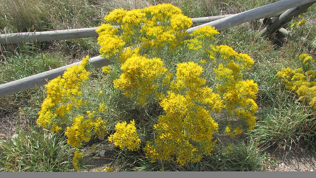 Rabbitbrush